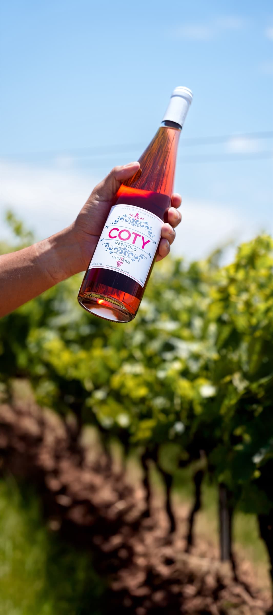 Cata de vinos guiada