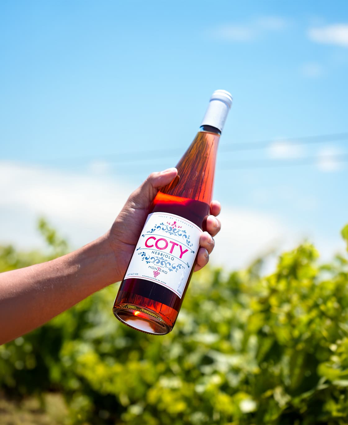 Cata de vinos guiada