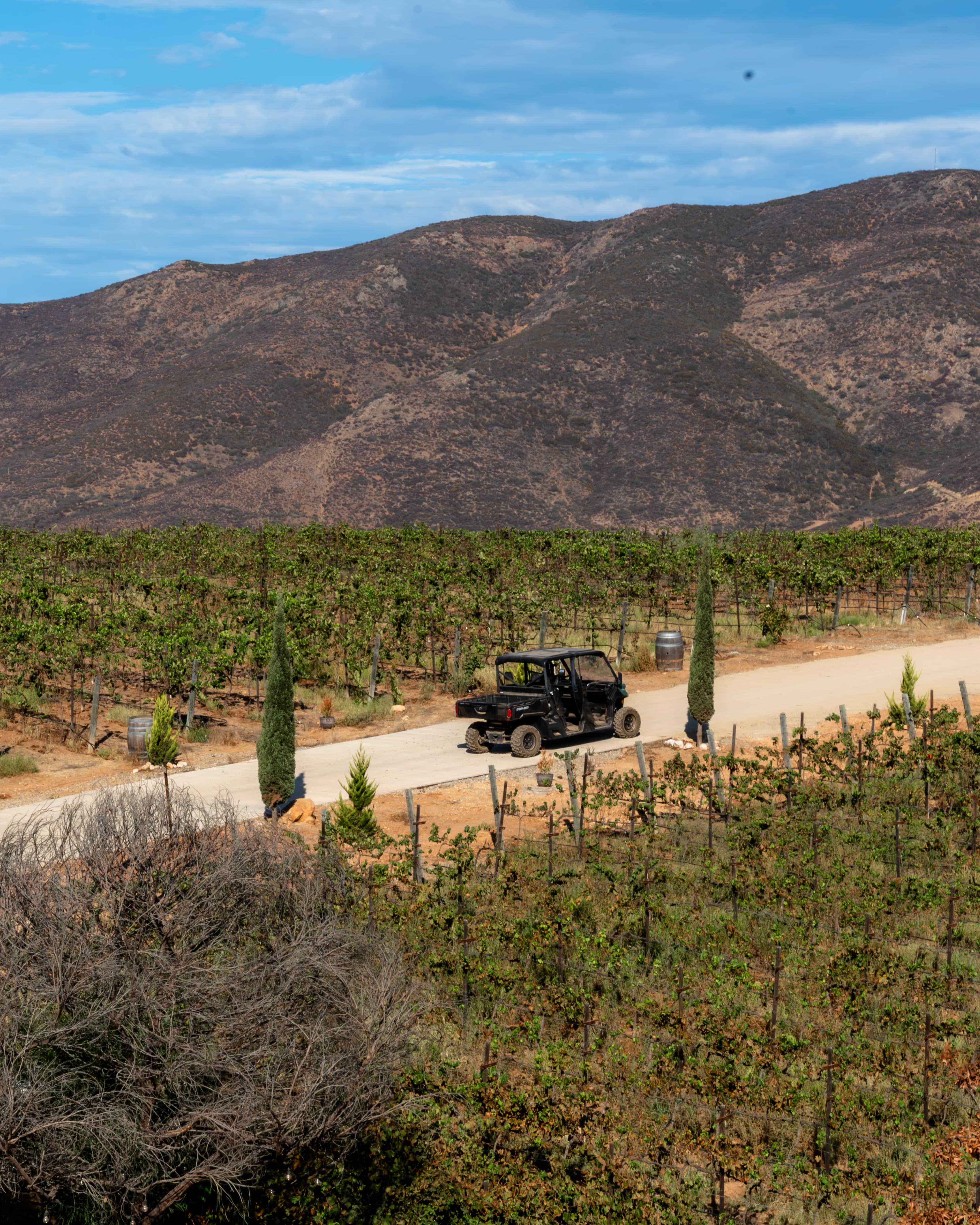 Cata de vinos + Recorrido